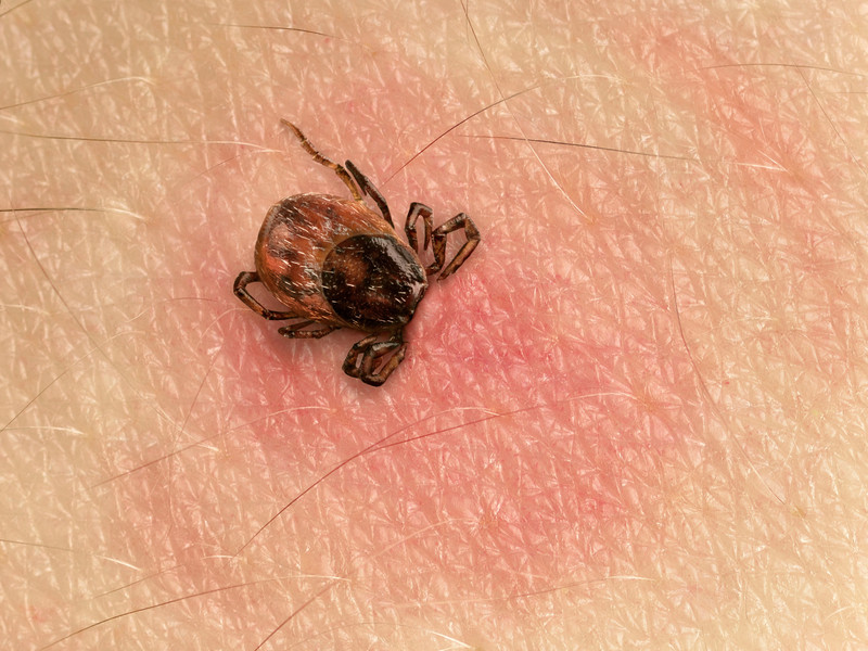 tick - canstockphoto19044707