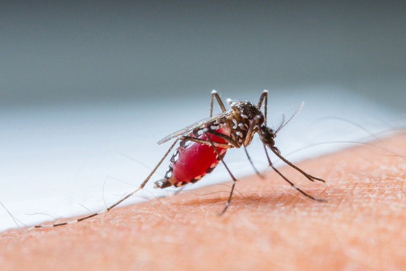 bloodsuckingmosquito-canstockphoto13553009