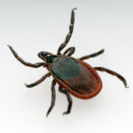 BlackLeggedTick-canstockphoto19979392